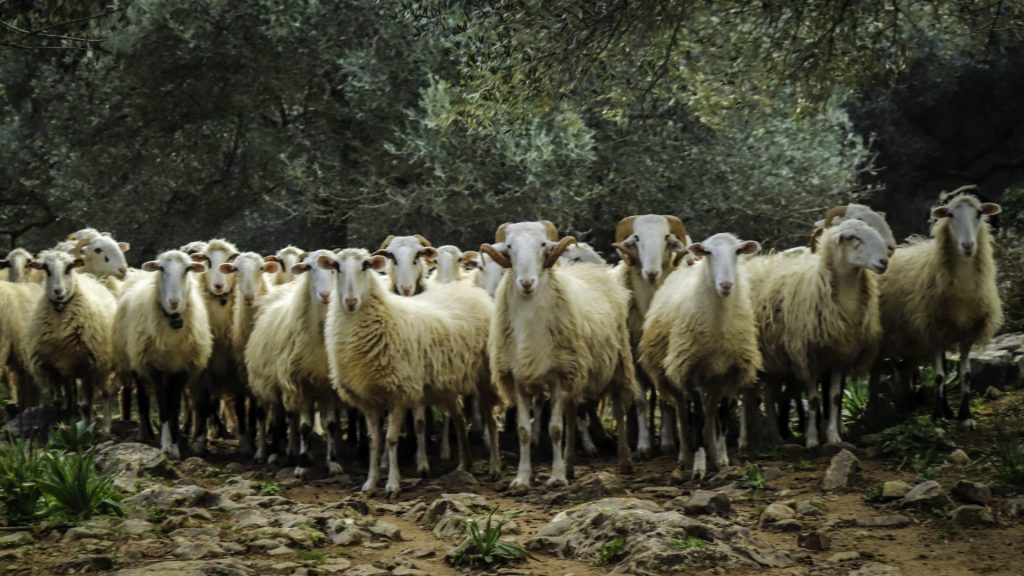 Close-up of the Cretan wild goat in its natural habitat, showcasing the island's protected wildlife and biodiversity.