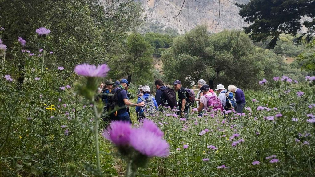 A group of eco-conscious hikers with backpacks walking through a field of vibrant purple wildflowers in a lush Cretan valley, framed by ancient olive trees and rugged mountains.
